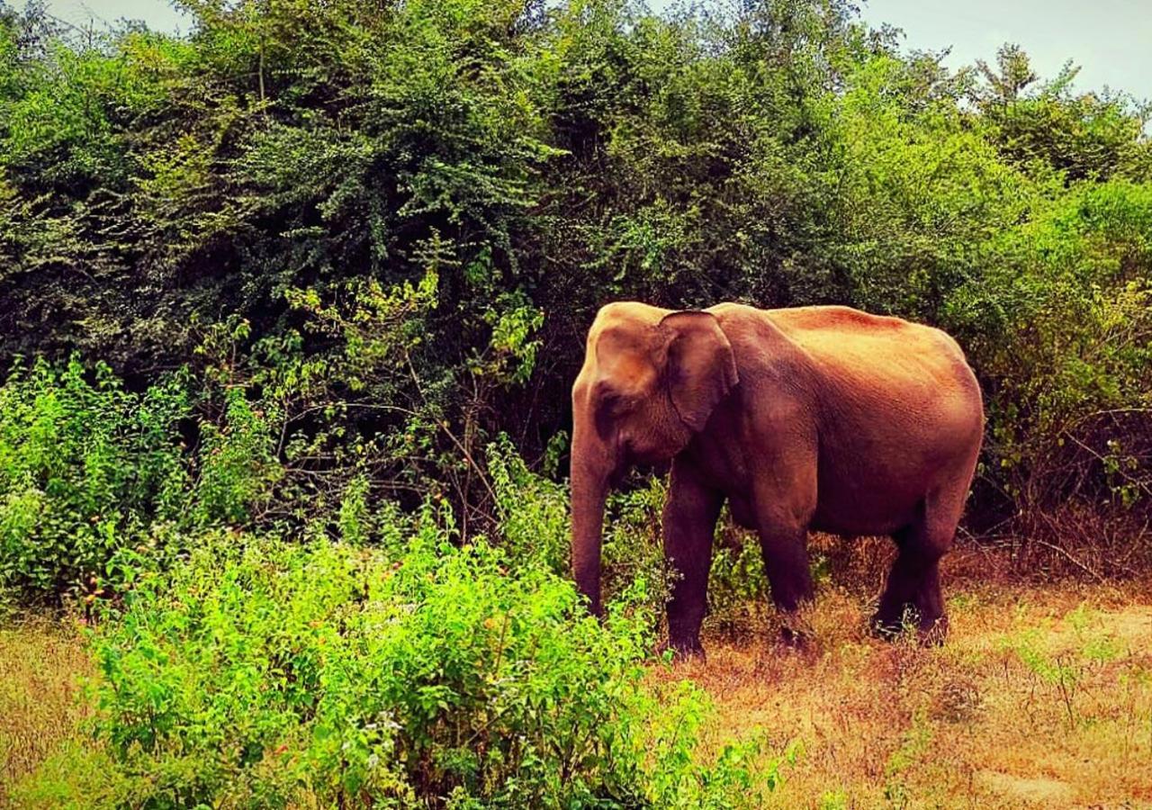 Elephant Paradise Safari Bungalow Ξενοδοχείο Udawalawe Εξωτερικό φωτογραφία