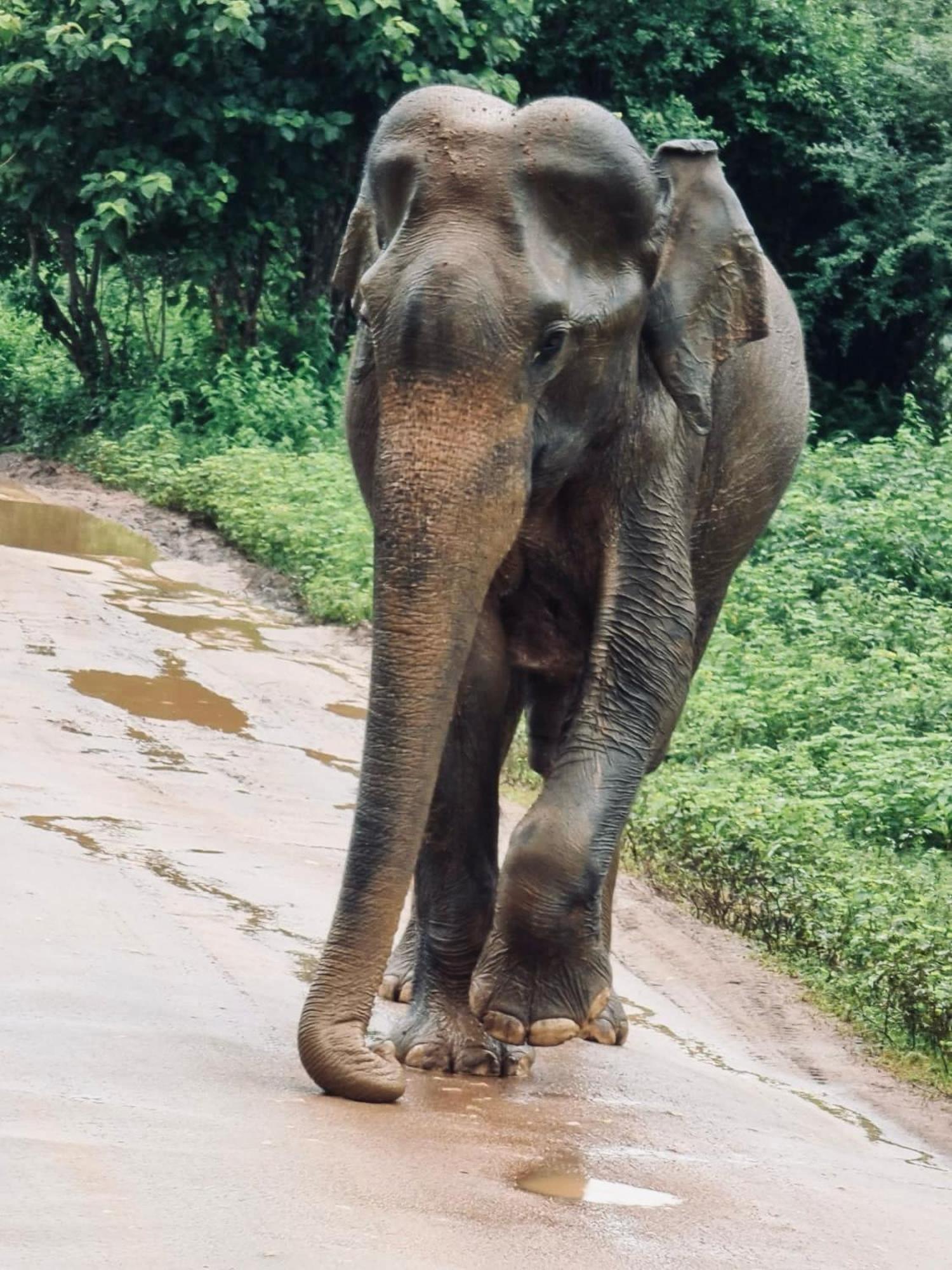 Elephant Paradise Safari Bungalow Ξενοδοχείο Udawalawe Εξωτερικό φωτογραφία