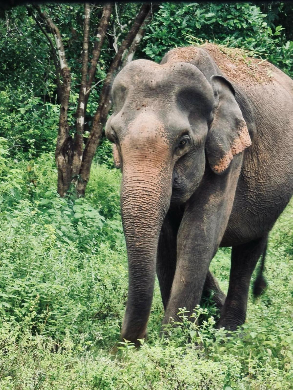 Elephant Paradise Safari Bungalow Ξενοδοχείο Udawalawe Εξωτερικό φωτογραφία