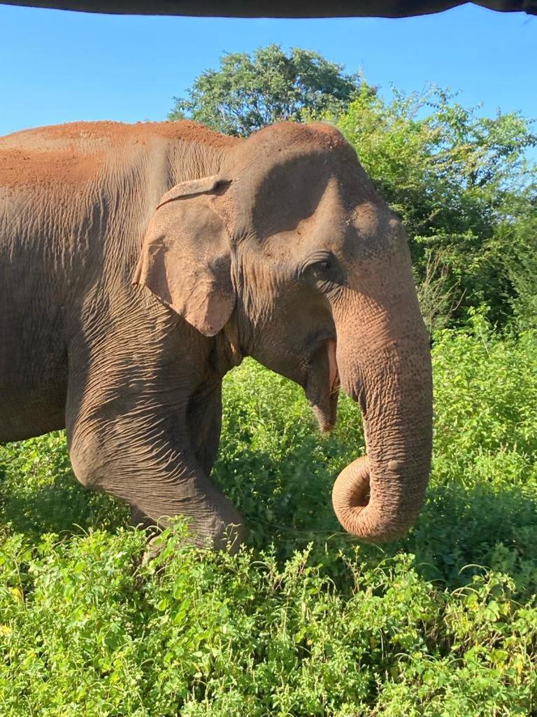 Elephant Paradise Safari Bungalow Ξενοδοχείο Udawalawe Εξωτερικό φωτογραφία