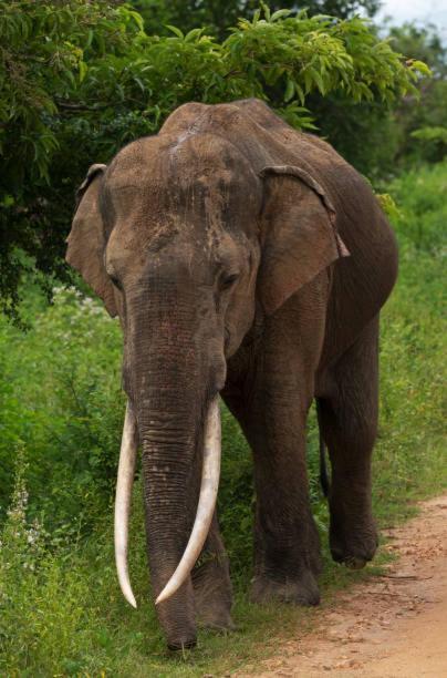 Elephant Paradise Safari Bungalow Ξενοδοχείο Udawalawe Εξωτερικό φωτογραφία