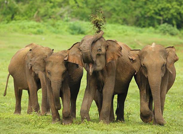 Elephant Paradise Safari Bungalow Ξενοδοχείο Udawalawe Εξωτερικό φωτογραφία