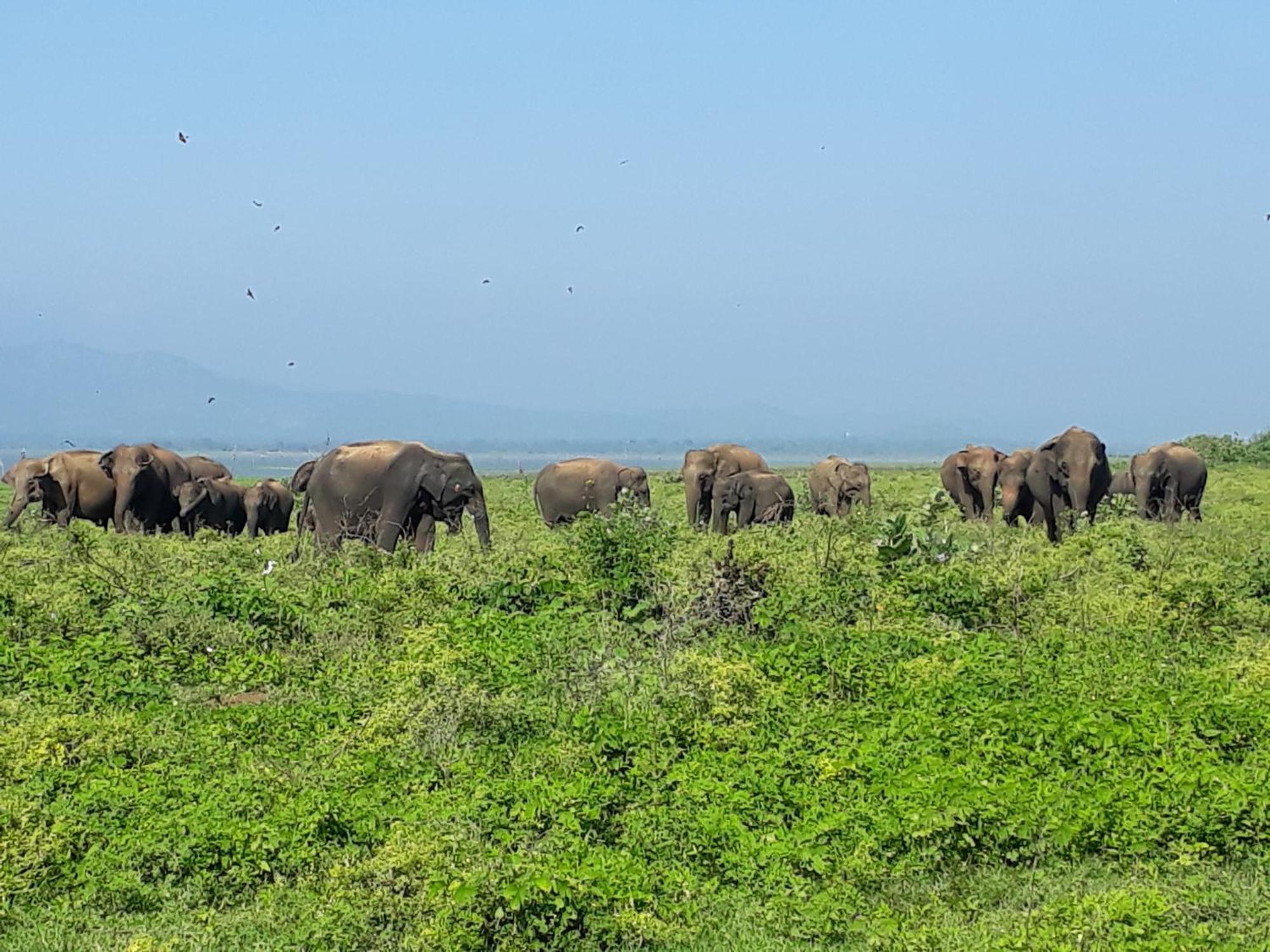 Elephant Paradise Safari Bungalow Ξενοδοχείο Udawalawe Εξωτερικό φωτογραφία