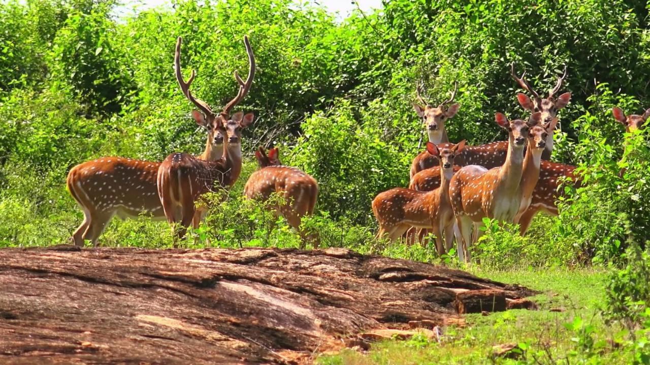 Elephant Paradise Safari Bungalow Ξενοδοχείο Udawalawe Εξωτερικό φωτογραφία